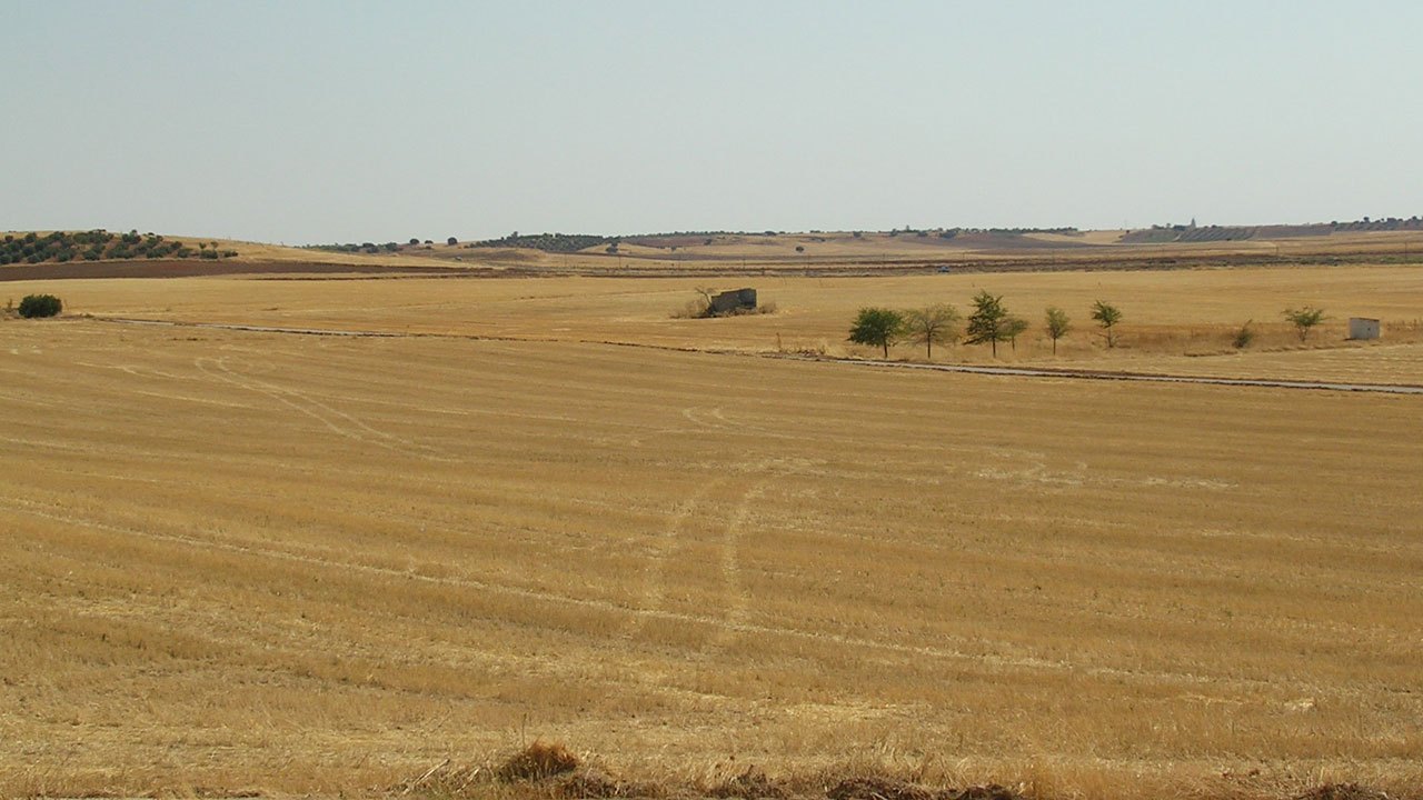 Paisaje agrícola del Campo de Montiel